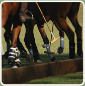 polojo 1
